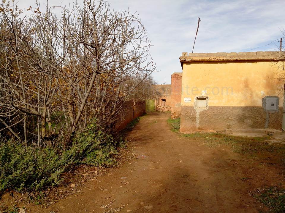 ainmmadra (75)