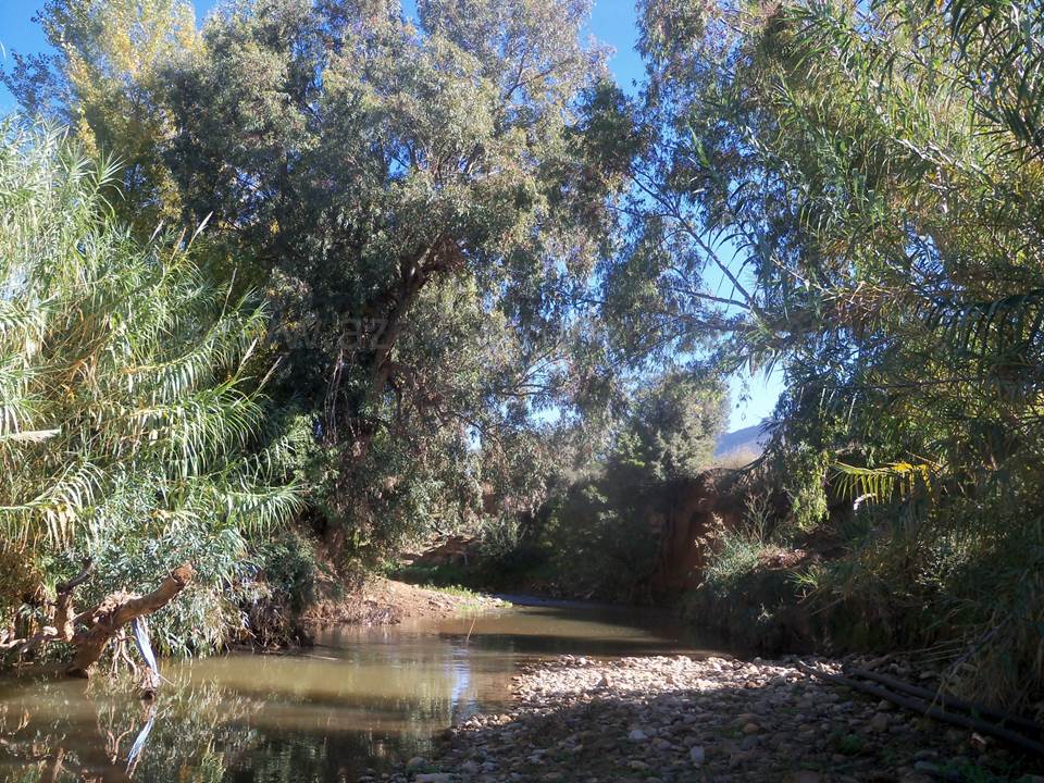 ASSAR (49)