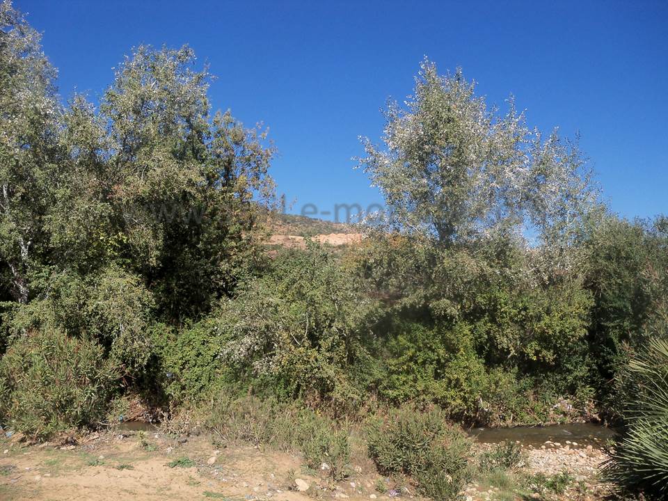 ASSAR (50)