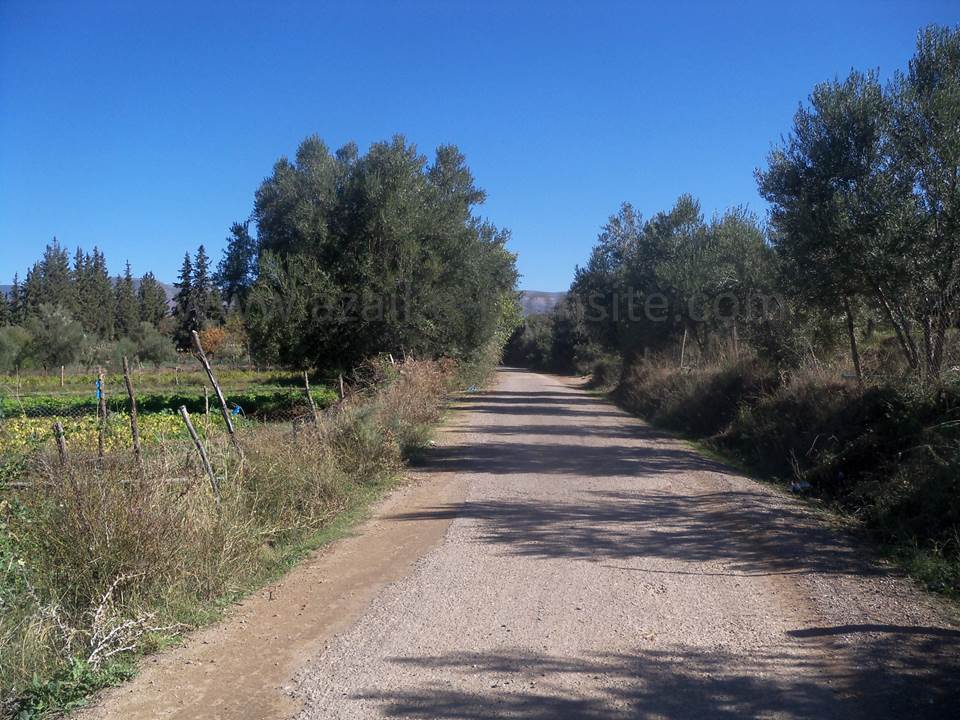 ASSAR (54)
