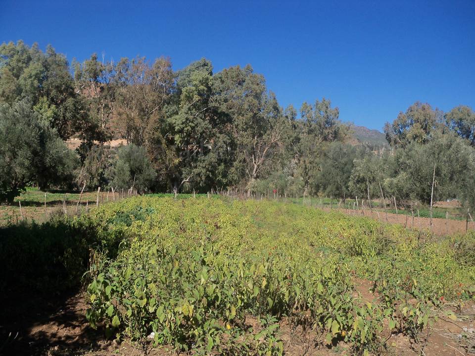 ASSAR (55)