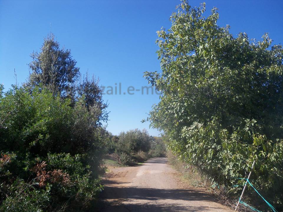 ASSAR (57)