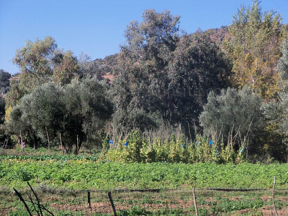 ASSAR (58)