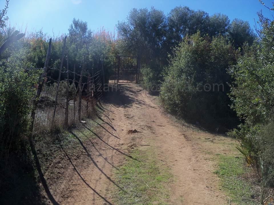 ASSAR (60)