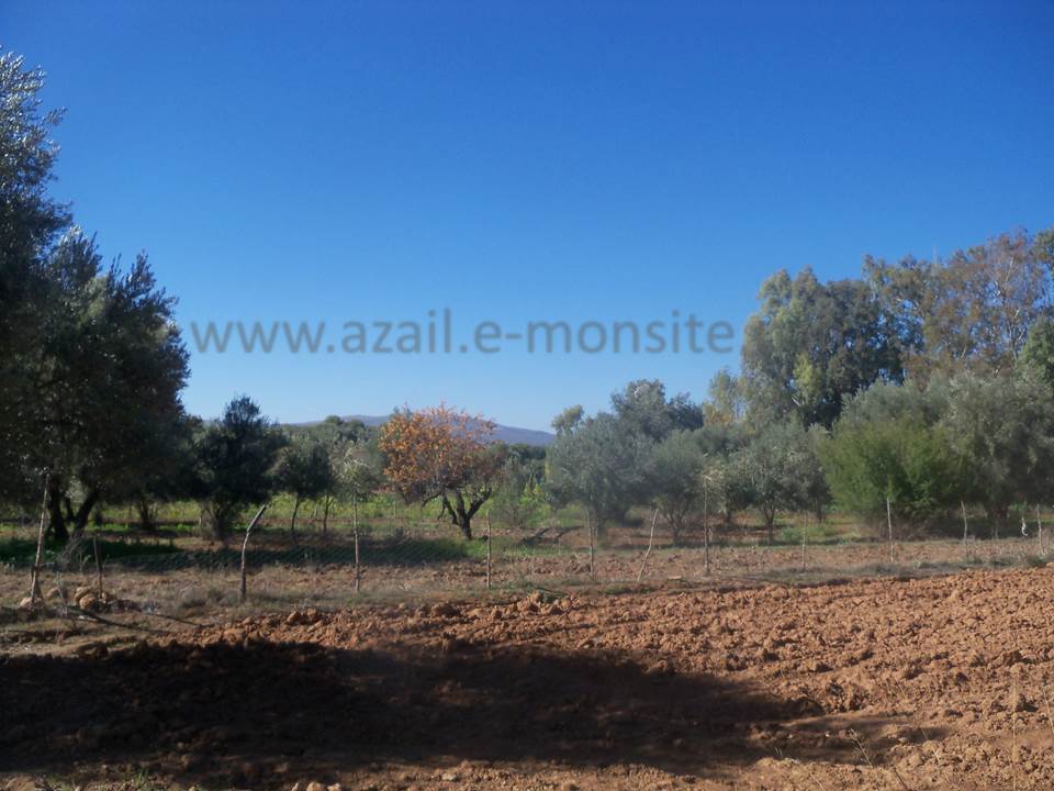 ASSAR (62)