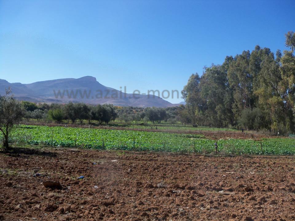 ASSAR (63)