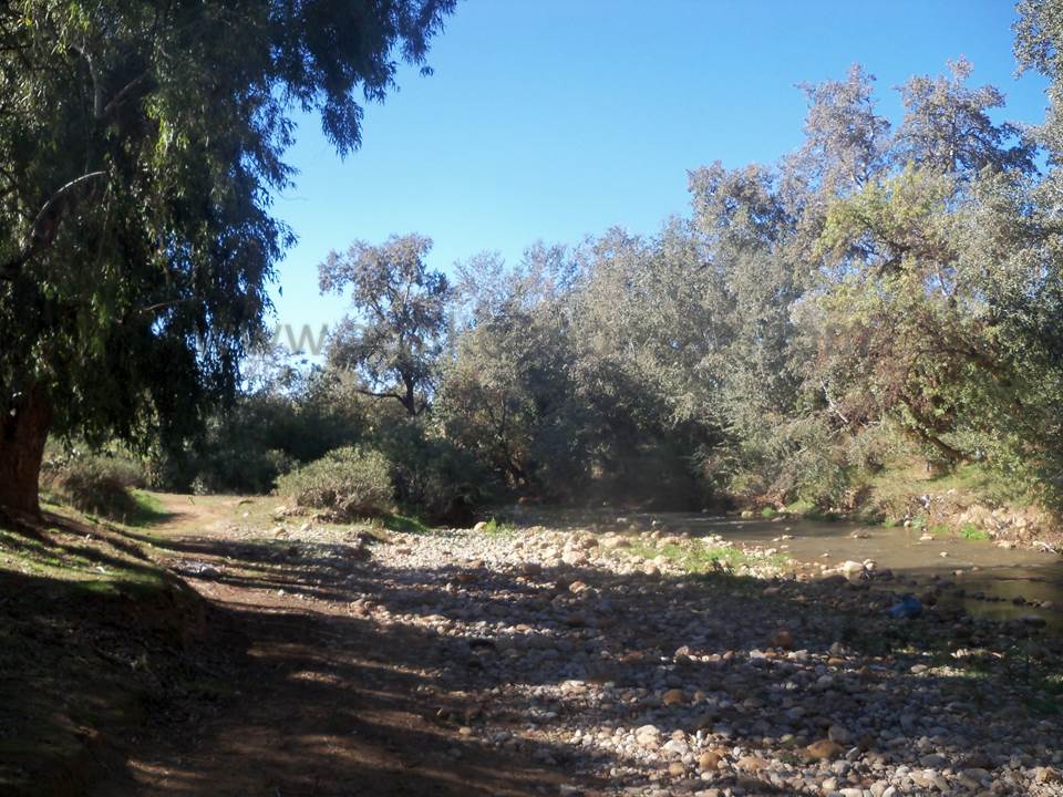 ASSAR (64)