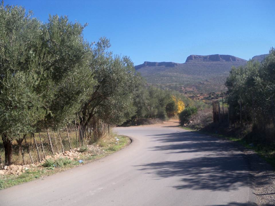 ASSAR (71)