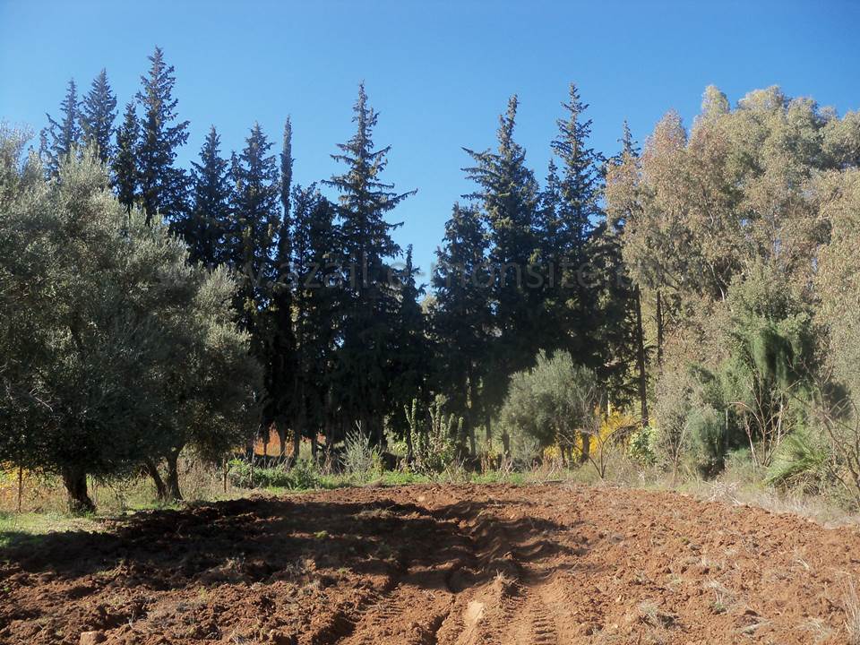 ASSAR (85)