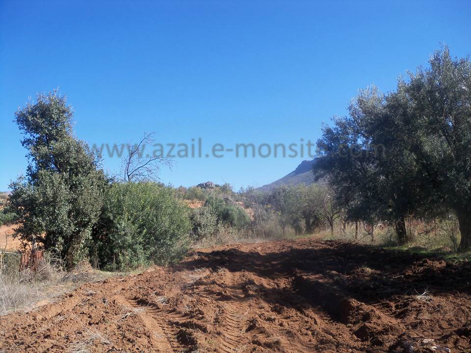 ASSAR (86)