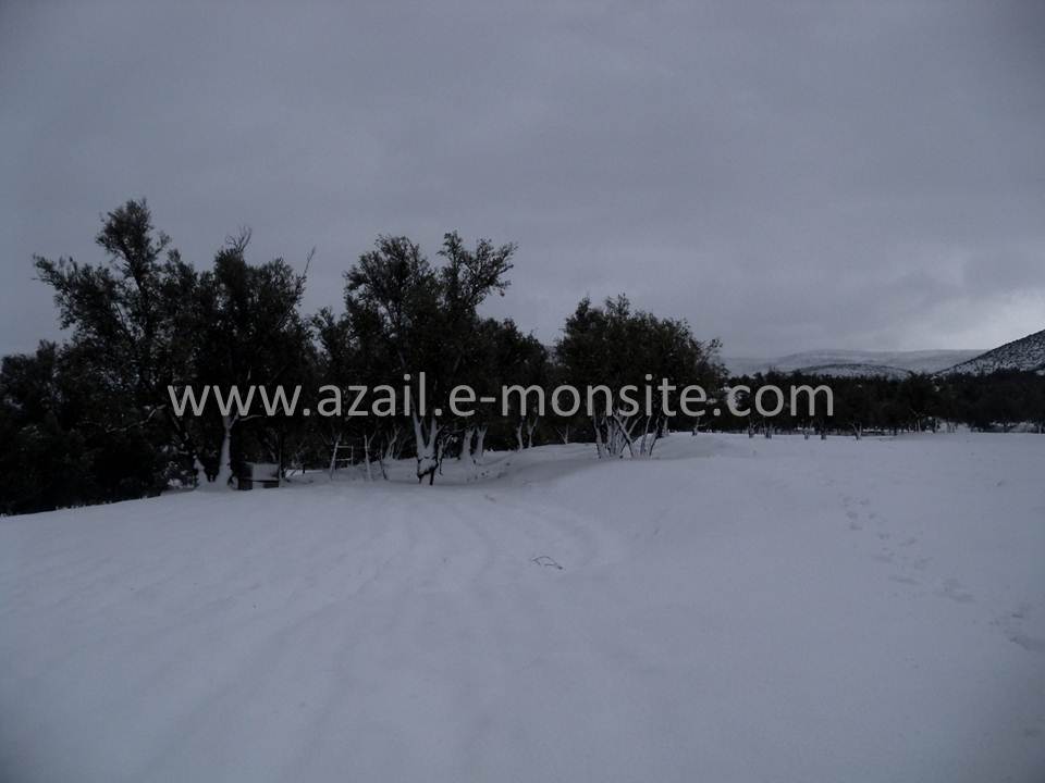 Azails (125)