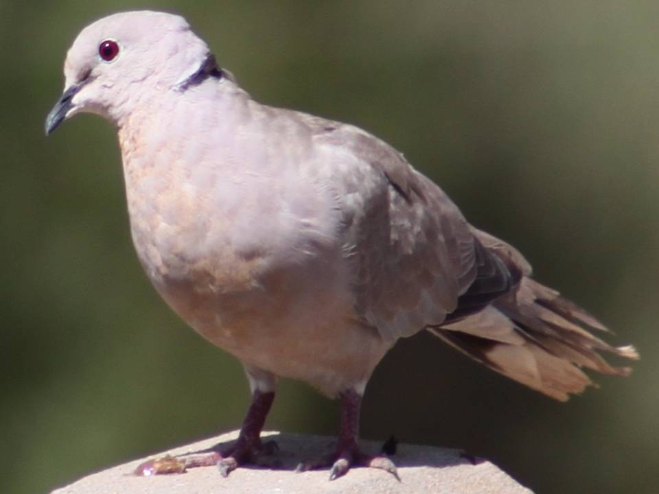 Azails (182)