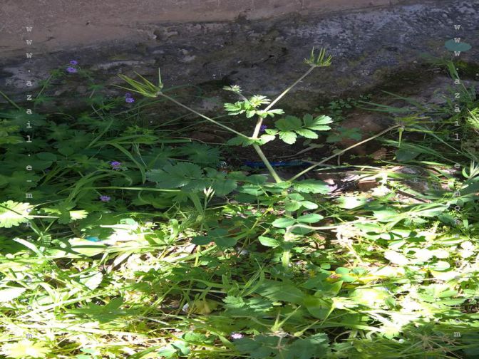 Plante(78)
