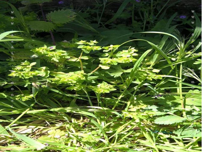 Plante(79)