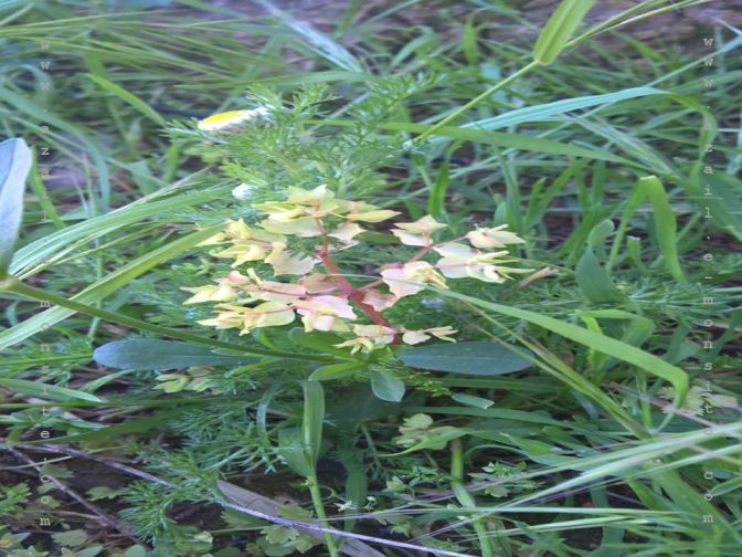 Plante(80)