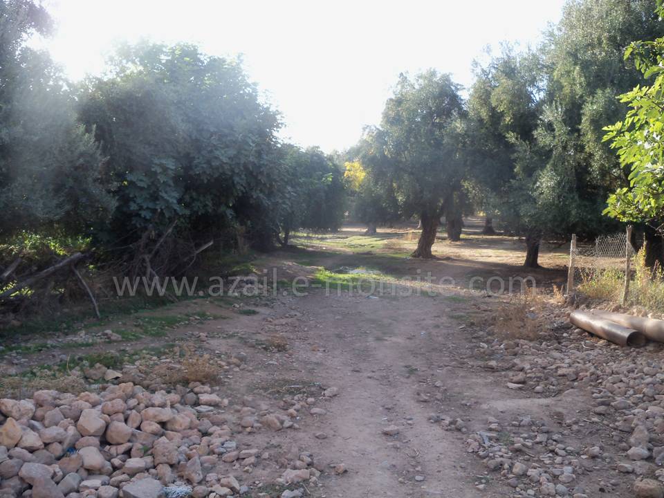 Tafessera (27)