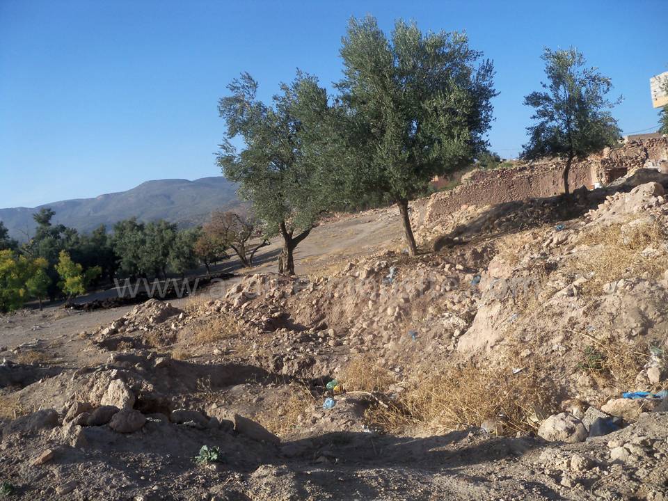 Tafessera (40)