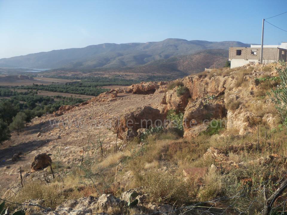 Tafessera (62)