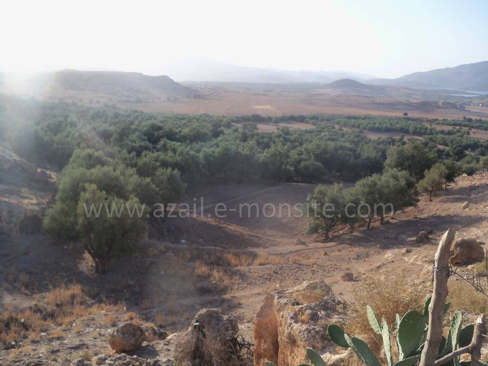Tafessera (63)
